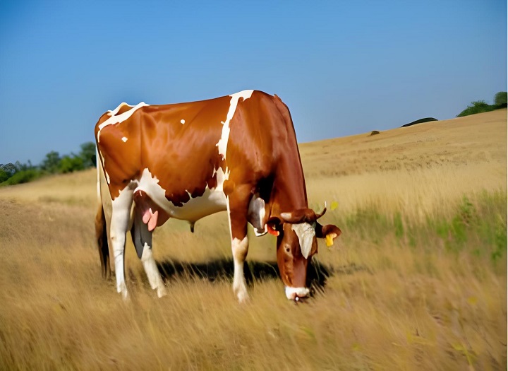 Berapa lama sapi hamil dapat dideteksi dengan kit tes cepat kehamilan sapi?