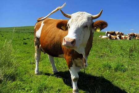 Merevolusi deteksi kehamilan sapi: kit tes cepat fluoresensi babio
