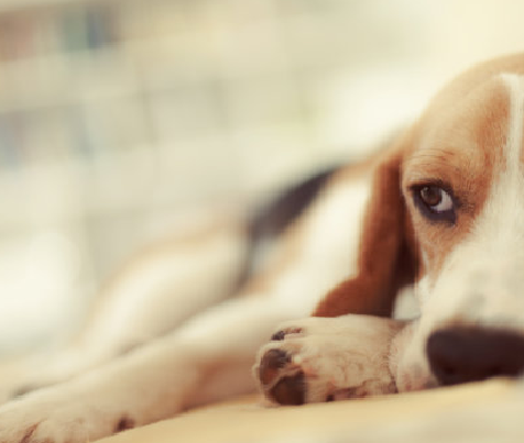 Kit Tes Brucella Canis Antibody (B. Canis AB): Diagnosis Lapangan Cepat untuk Brucellosis di Peternakan