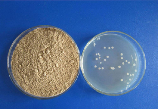 LB Medium (Lennox) Granule By Babio: Media Budaya Berkualitas Tinggi untuk Penelitian E. Coli