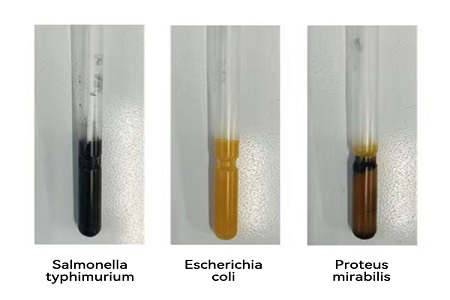 BABIO Meluncurkan Media Transportasi Berkinerja Tinggi (Tipe SS) untuk Transfer Sampel Mikroba Global yang Andal