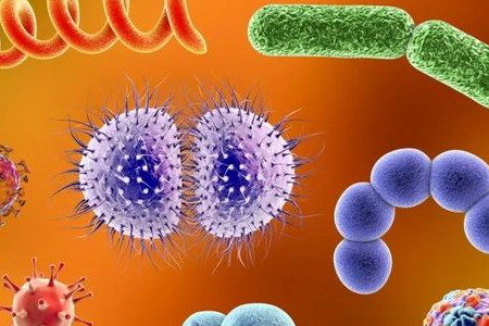 BABIO Meluncurkan Media Pengayaan Salmonella Shigella untuk Transportasi Patogen Enterik yang Andal
