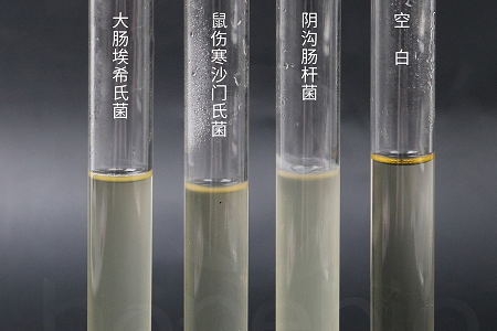 Babio Biotechnology Meluncurkan Kaldu Infus Jantung Otak Berkinerja Tinggi untuk Budidaya Mikroba yang Andal