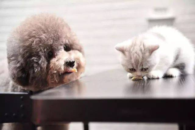 Kit Tes FPV Ag Cepat untuk Deteksi Virus Pestilensi Kucing