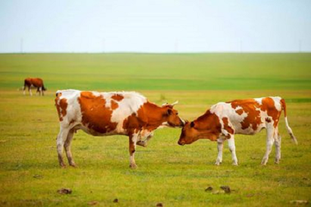 BABIO Memperkenalkan Tes Cepat Kehamilan Sapi Tingkat Lanjut untuk Pengelolaan Kawanan Sapi Modern